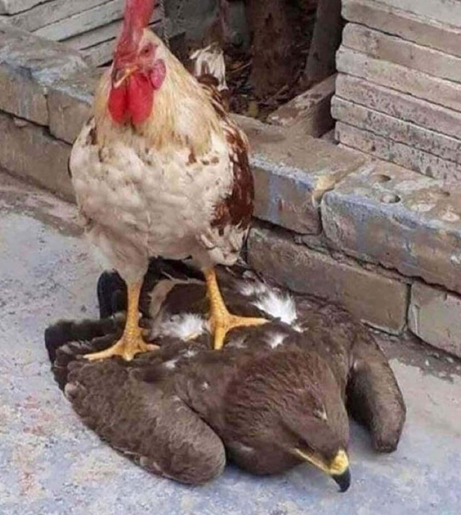 A chicken strands on top of a hawk. The hawk seems to have been defeated soundly in a one-on-one fight.
