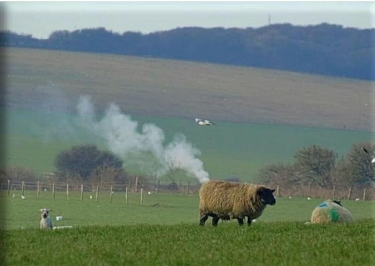 A photograph of a sheep in a field with lambs around it. The sheep appears to be giving out a long plume of smoke, an illusion caused by a train, or similar, hidden in the distance behind it