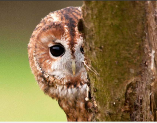 A shy tawny owl peeking out from behind a tree trunk. 
The owl has ginger, brown, white and black feathers with a single big, black eye looking at the camera and a small yellow/white beak