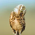 @alcinnz@floss.social