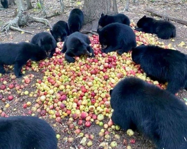 A group of black bears foraging around a large pile of apples on the ground beneath a tree.