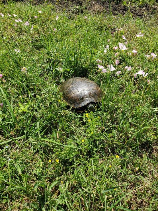 A large turtle is sitting in the grass, surrounded by purple flowers.