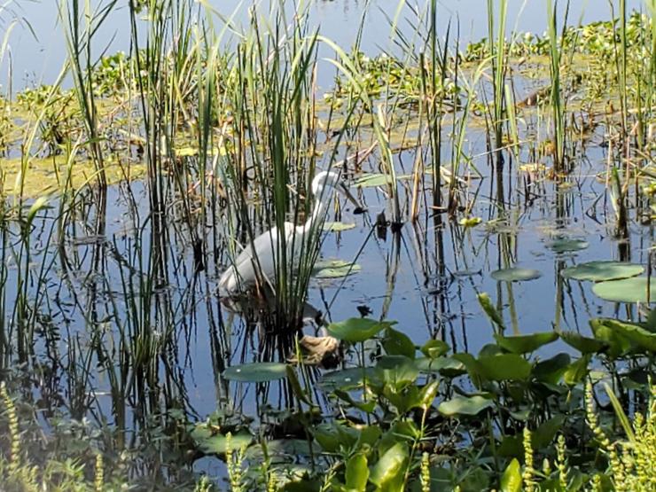 The egret has caught his lunch. A small fish wriggles in his beak, flailing about, knowing its end is nigh, unable to breath in the oxygen-rich air, its gills useless. In its final moments, it thinks if its family as the egret swallows it whole. The lushness of the landscape, and the stillness of the water stand in sharp contrast to the brutality of nature.