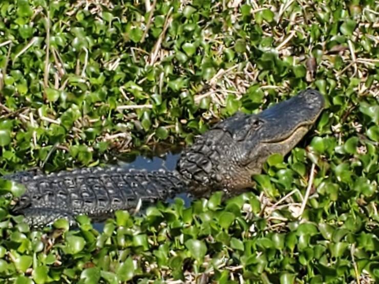 An American alligator is sunning himself. He's resting on the top of the water, surrounded by watercress. He is seen from the side, close on his face, showing his smile very clearly. He looks almost serene.