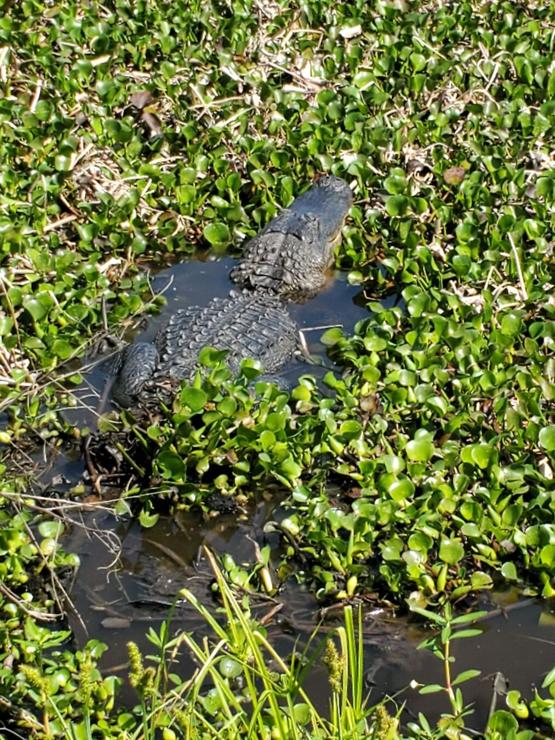 An American alligator is sunning himself. He's resting on the top of the water, surrounded by watercress. He is seen from behind. His tail is under the water, or possibly covered by the watercress.