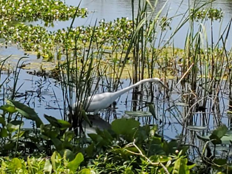 A white egret stands on the surface of the water, patiently waiting for some lunch to swim by. He stairs intently into the water, completely still. His long beak poised and ready. He is surrounded by lush greenery, and the water is still and clear, reflecting the sky above.