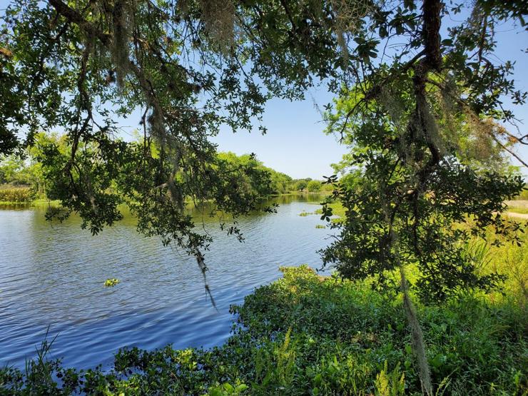 A lake takes up most the view. The water is clear and beautiful with ripples across the surface. The blue sky is clearly reflected on its surface. The boughs of trees hang in front. The banks of the lake are are filled with lush greenery. You would be forgiven for thinking this was AI-generated or using a heavy filter, but it's not.