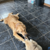 The Bitchin' Witches 🐕‍🦺🧙‍♀️'s avatar