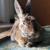 GrumpyBun's avatar