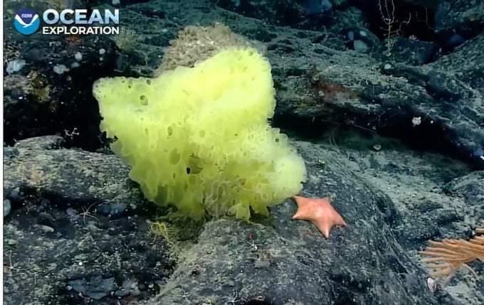 A sea sponge and a sea star