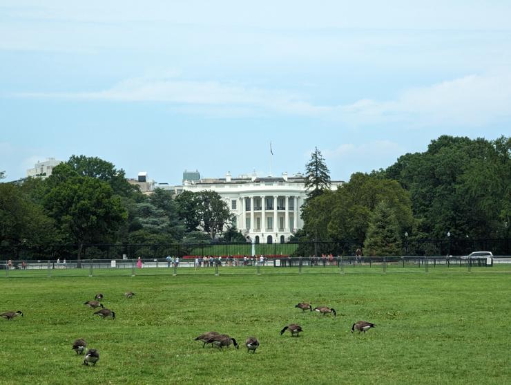 Canadian geese in the ellipsis in front of the White House.