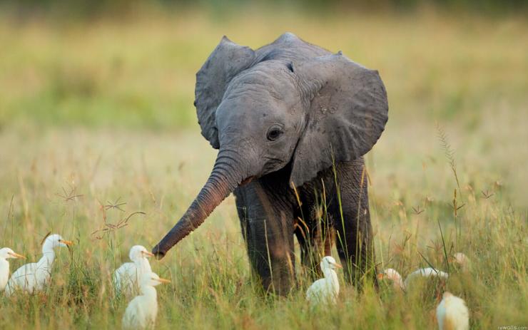 standing in tall light grass with browns and greens and reaching out their trunk to a handful of white birds with orange beaks on the  ground right in front of them