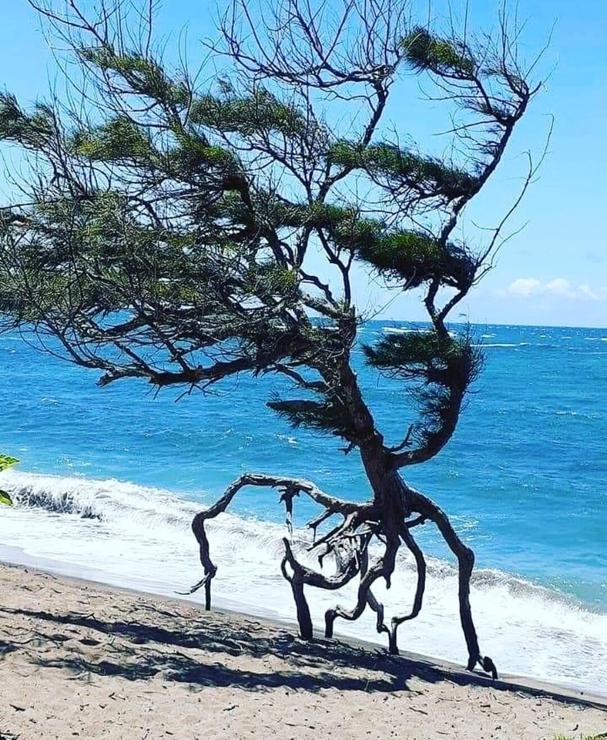 Photography. A color film shot of a gnarled tree with green fern-like leaves, on a beach in Maui. The tree stands just before the blue water and has grown completely crooked due to the wind. Its roots are above the sand and it looks like it is running hurriedly to the sea.
