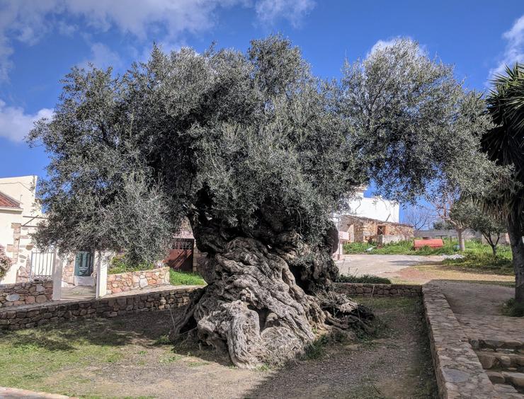 This tree has a thick, gnarled trunk over 12 metres in circumference, twisted and full of gaps developed over the centuries. It's crowned by dense and fluffy branches covered with small greyish leaves.