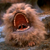 Solarbird :flag_cascadia:'s avatar