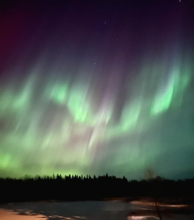 Green and purple aurora Borealis dancing in the sky amongst a dark tree line 