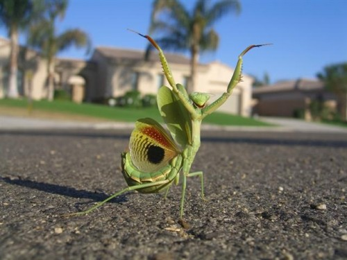Mantis raising it's arms in the air