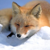 依云🦊's avatar