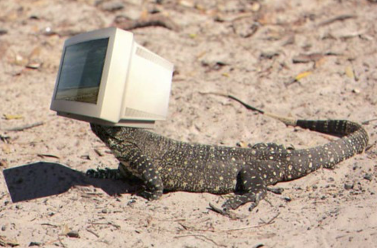 A photo of a very large lizard laying like lizards do in the sun on sand and leaves, but it has a big old CRT on its head. It's a lace monitor, a type of monitor lizard, with a monitor on the lizard.