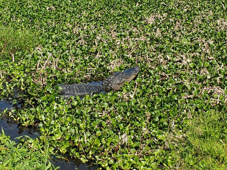 An American alligator is sunning himself. He's resting on the top of the water, surrounded by watercress. He is seen from the side, and appears to be smiling.