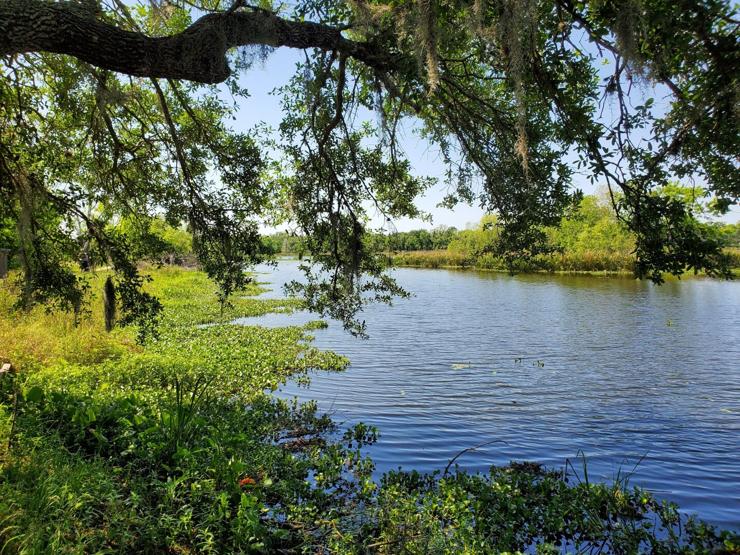 A lake takes up most the view. The water is clear and beautiful with ripples across the surface. The blue sky is clearly reflected on its surface. The boughs of trees hang in front. The banks of the lake are are filled with lush greenery. You would be forgiven for thinking this was AI-generated or using a heavy filter, but it's not.